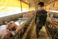 Novo vírus da gripe encontrado na China tem potencial para causar nova pandemia