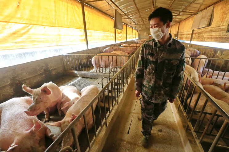 Novo vírus da gripe encontrado na China tem potencial para causar nova pandemia