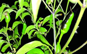Piripiri Malagueta Jindungo-ambiente-pimentas-mileniostadium