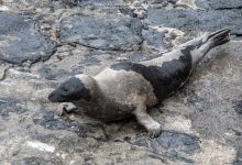 Foca-da-Gronelândia avistada no Faial