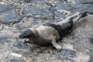 Foca-da-Gronelândia avistada no Faial