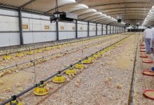 Madeira produz 50% do frango consumido na região-Milenio Stadium-Madeira