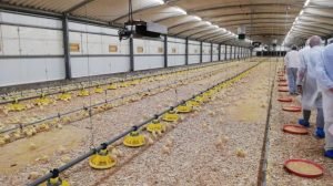 Madeira produz 50% do frango consumido na região-Milenio Stadium-Madeira