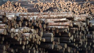 WTO decision on softwood lumber cheered by Canadian producers, denounced in U.S.-Milenio Stadium-Canada