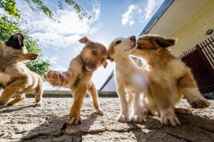 Dinamarca recebe cães rejeitados em Portugal-dinamarca-mileniostadium
