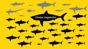 Maior Tubarão Já Existente-US-mileniostadium