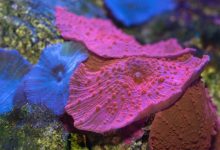 Metade dos corais da Grande-austrália-mileniostadium