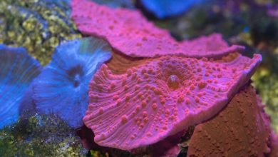 Metade dos corais da Grande-austrália-mileniostadium