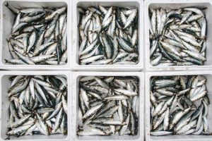 Pesca da sardinha proibida a partir de sábado-portugal-mileniostadium