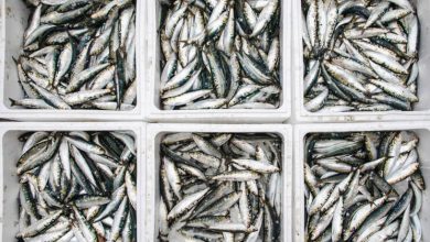 Pesca da sardinha proibida a partir de sábado-portugal-mileniostadium