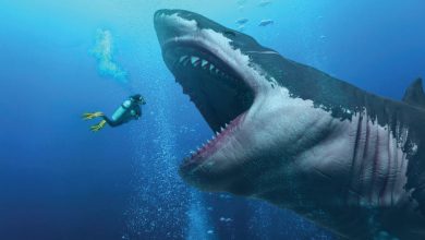 Maior Tubarão Já Existente-US-mileniostadium