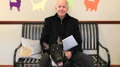 Major, companheiro de Biden, é o primeiro cão de um abrigo a viver na Casa Branca