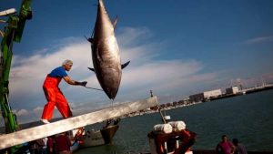 Fisheries and Oceans Canada worries tuna quota set too high-Milenio Stadium-Canada
