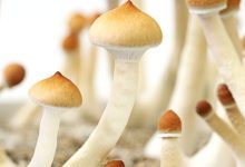 Some doctors, therapists get Health Canada permission to use magic mushrooms-Milenio Stadium-Canada