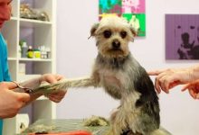 Ontario changes rules allowing pet groomers to open under restrictions-Milenio Stadium-Ontario