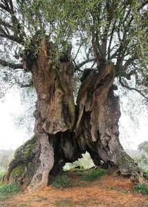 A poesia das árvores-mundo-mileniostadium