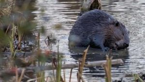 Flood-causing beavers must be 'eradicated,' says mayor-Milenio Stadium-Canada