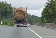 Photo of massive tree being hauled down Vancouver Island highway sparks global outrage-Milenio Stadium-Canada