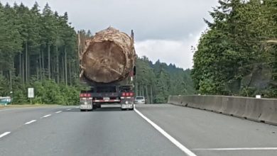 Photo of massive tree being hauled down Vancouver Island highway sparks global outrage-Milenio Stadium-Canada