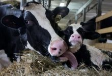 U.S. amping up dispute with Canada over allowed exports of American dairy products-Milenio Stadium-Canada