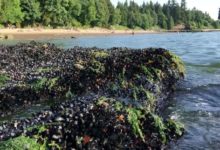More than a billion seashore animals may have cooked to death in B.C. heat wave, says UBC researcher-Milenio Stadium-Canada