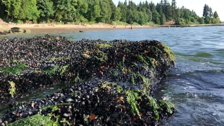 More than a billion seashore animals may have cooked to death in B.C. heat wave, says UBC researcher-Milenio Stadium-Canada