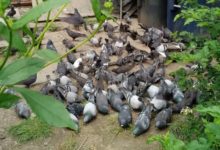 Pigeon feeding ban can't come soon enough for Toronto landlord stuck in 'horrifying' situation-Milenio Stadium-Ontario