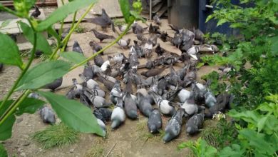 Pigeon feeding ban can't come soon enough for Toronto landlord stuck in 'horrifying' situation-Milenio Stadium-Ontario