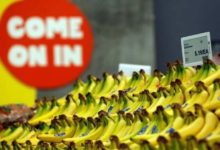 Bananas at Whole Foods-Milenio Stadium-Canada