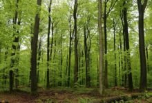 Salvar a Floresta Portuguesa-portugal-mileniostadium