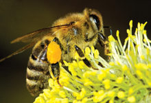A importância das abelhas-ambiente-mileniostadium