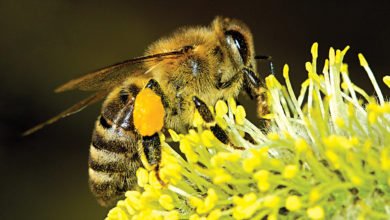 A importância das abelhas-ambiente-mileniostadium