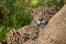 milenio stadium - jaguar natureza