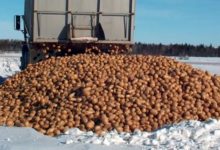 Canada, U.S. officials to meet in bid to resolve P.E.I. potato dispute-Milenio Stadium-Canada