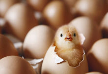 milenio stadium - ovo ou galinha