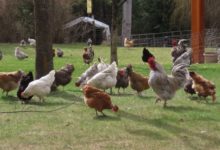 milenio stadium - gripe das aves - chickens-burton