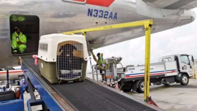 Air Canada proíbe animais de estimação de viajar nos porões de carga até meados de Setembro-Milénio Stadium-Canadá