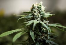 cannabis for veterans - Milenio Stadium - Canada