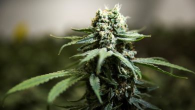 cannabis for veterans - Milenio Stadium - Canada
