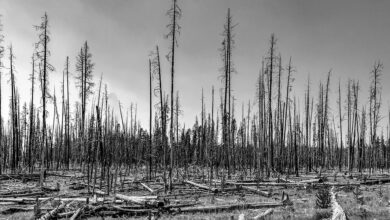 devastation-from-a-forest-fire-burned-up-trees-b-2022-11-01-06-46-47-utc