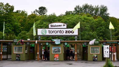 Toronto-Zoo-CS-Feature_0