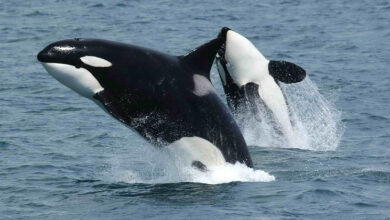 orcas-africa-mileniostadium